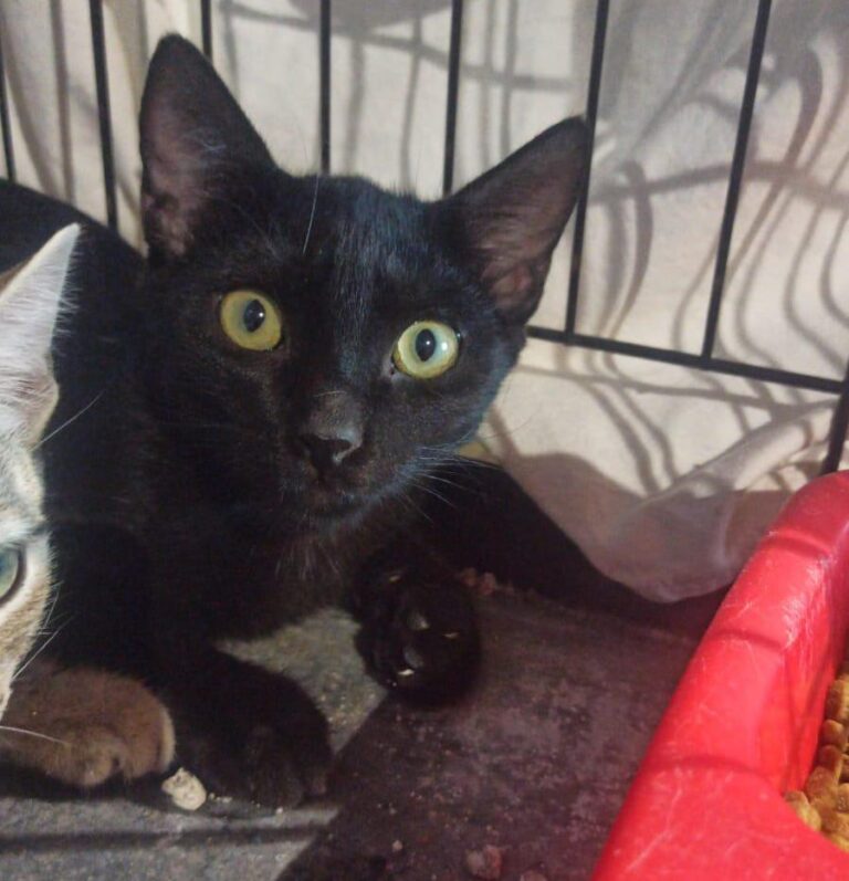 multimedia-foto89192-109-1