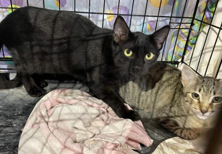 multimedia-foto89196-110-1