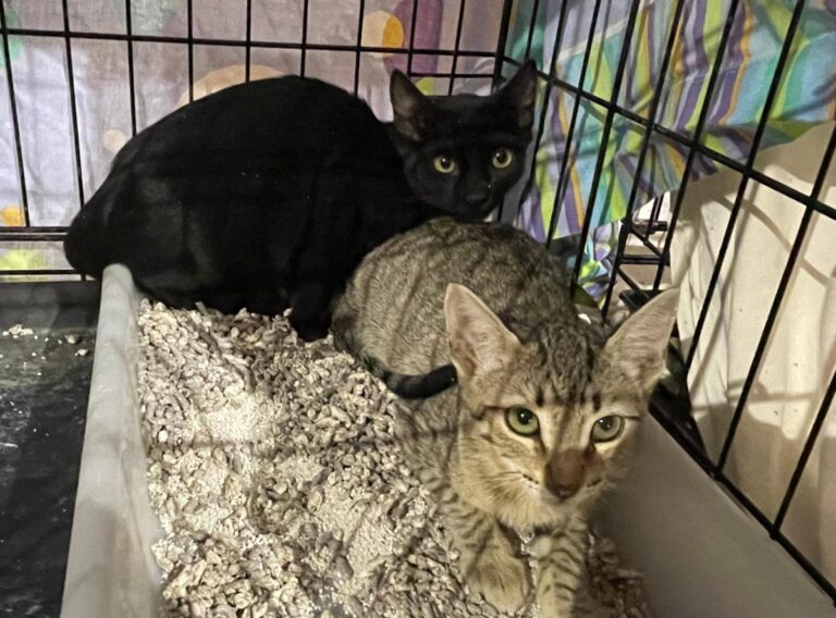 multimedia-foto89197-110-1