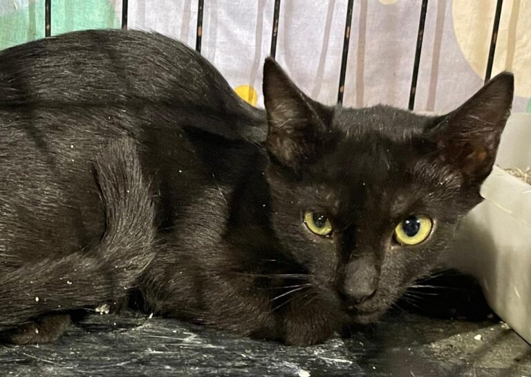 multimedia-foto89198-110-1