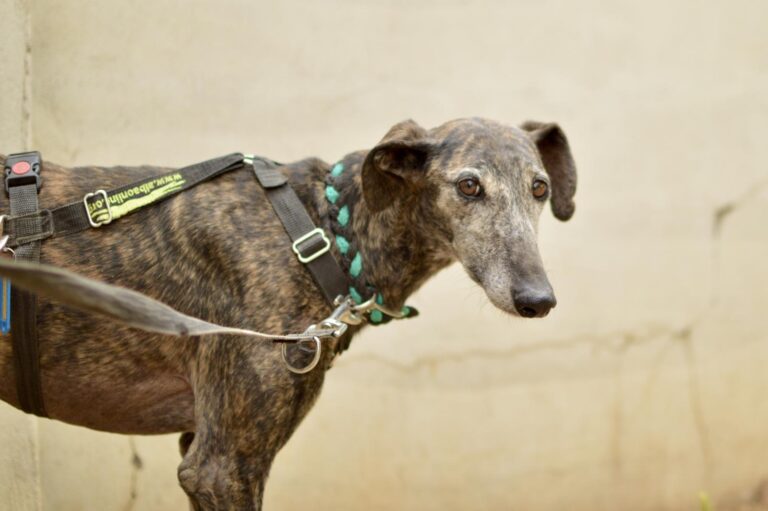 multimedia-foto89365-459-1