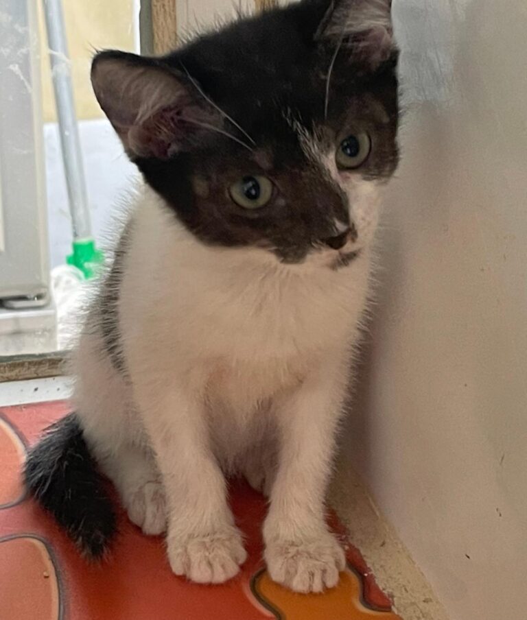 multimedia-foto89401-717-1