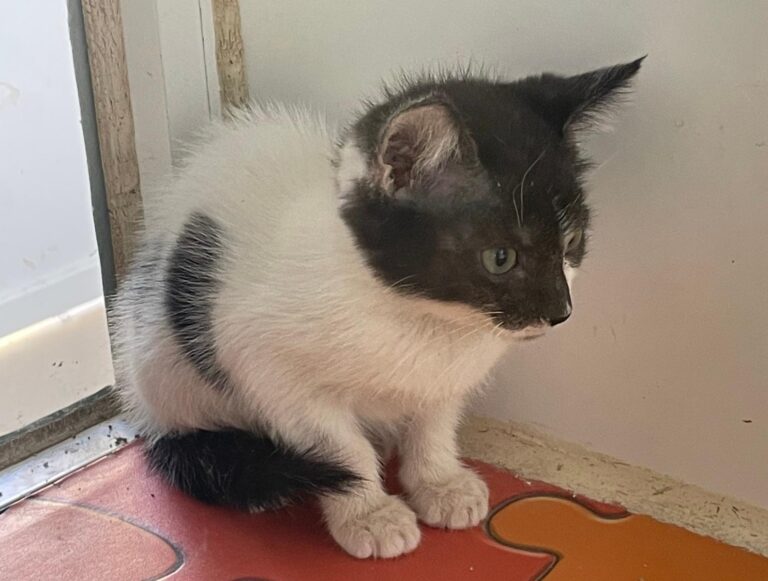 multimedia-foto89404-718-1