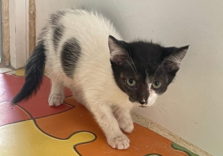 multimedia-foto89405-718-1