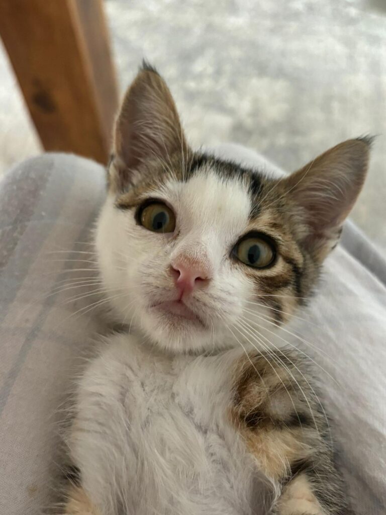 multimedia-foto89413-4-1