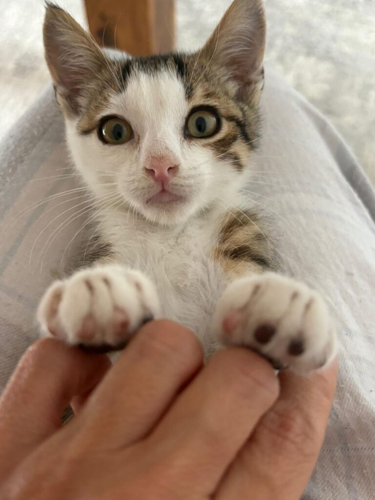 multimedia-foto89414-5-1