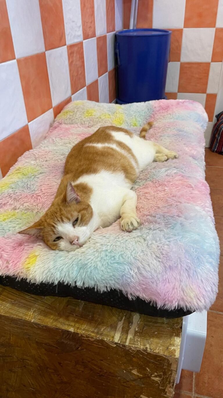 multimedia-foto89423-73-1