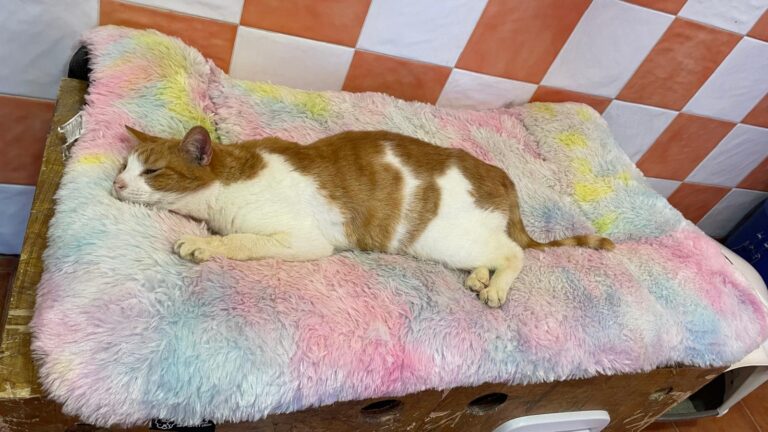 multimedia-foto89424-73-1