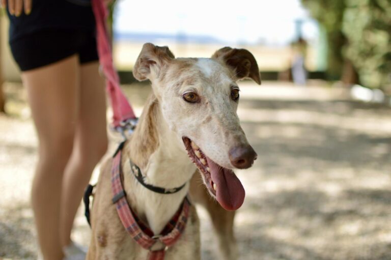 multimedia-foto89442-331-1