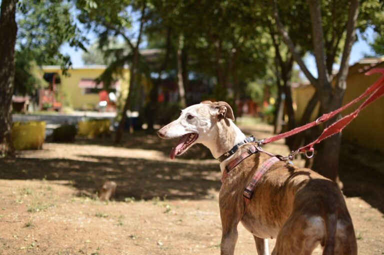 multimedia-foto89443-332-1