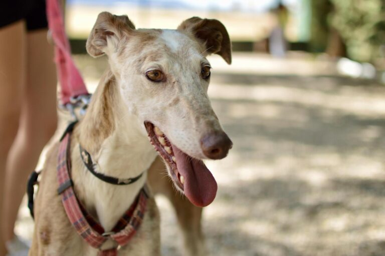 multimedia-foto89444-332-1