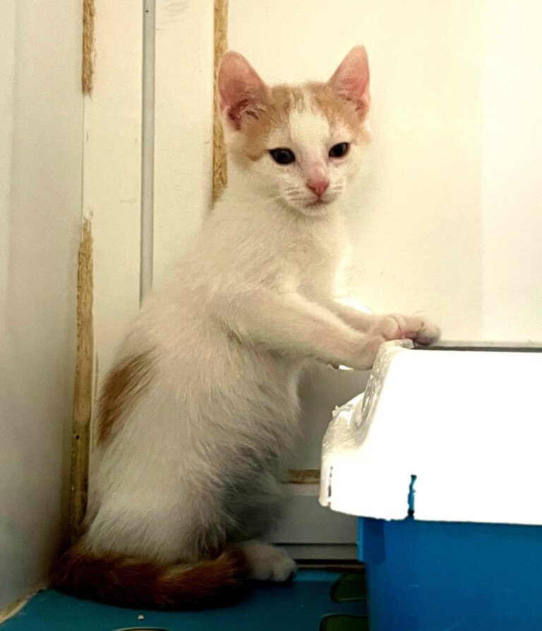 multimedia-foto89468-609-1