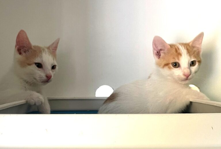 multimedia-foto89469-609-1