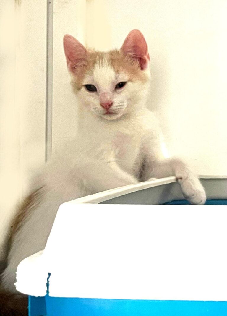 multimedia-foto89470-609-1