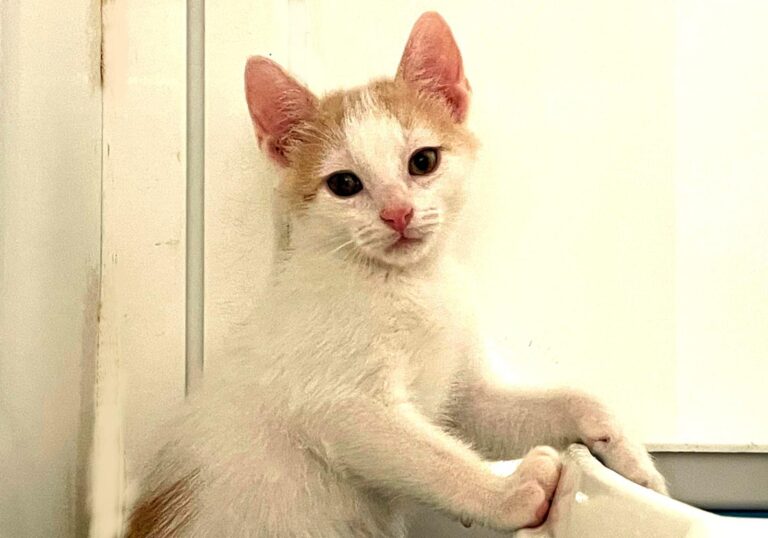 multimedia-foto89471-610-1