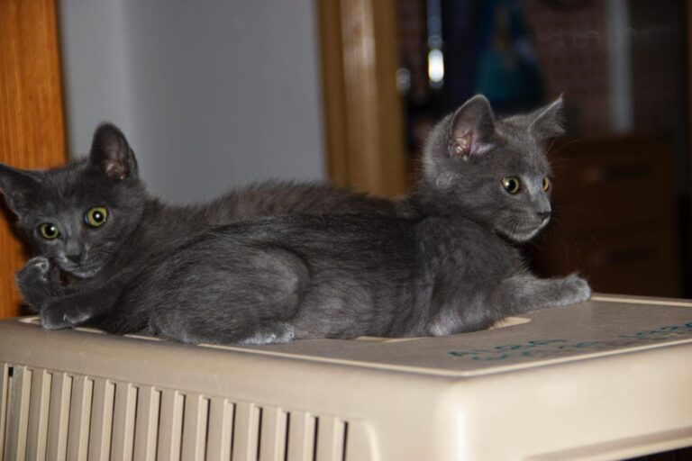 multimedia-foto89479-698-1