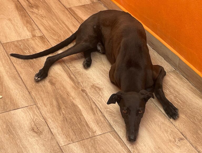 multimedia-foto89511-544-1