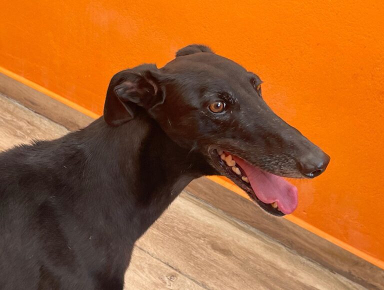 multimedia-foto89513-544-1