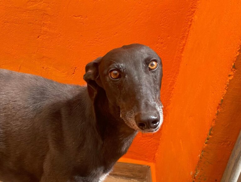 multimedia-foto89514-544-1