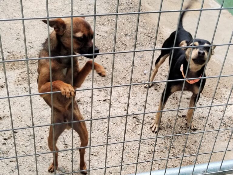 multimedia-foto89601-195-1