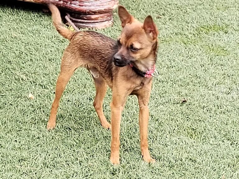 multimedia-foto89604-196-1