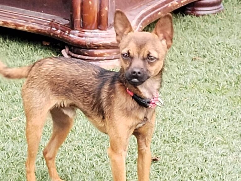 multimedia-foto89606-196-1