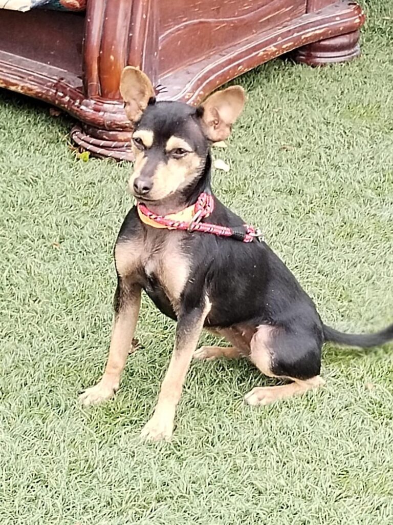 multimedia-foto89616-456-1