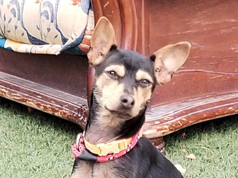 multimedia-foto89618-457-1