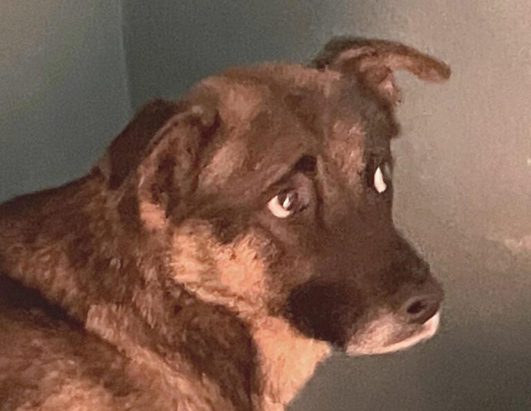 multimedia-foto89656-181-1