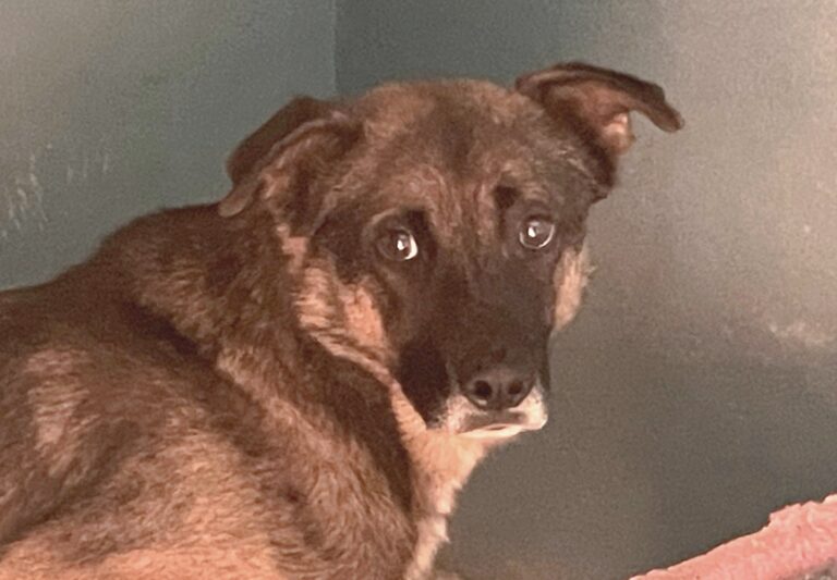 multimedia-foto89657-181-1