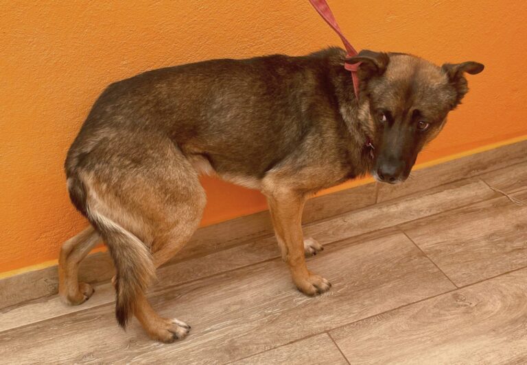 multimedia-foto89662-182-1