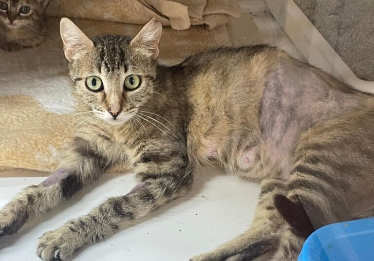 multimedia-foto89666-411-1