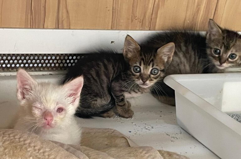 multimedia-foto89667-412-1