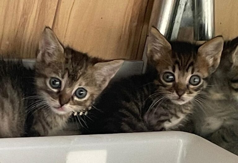 multimedia-foto89682-667-1