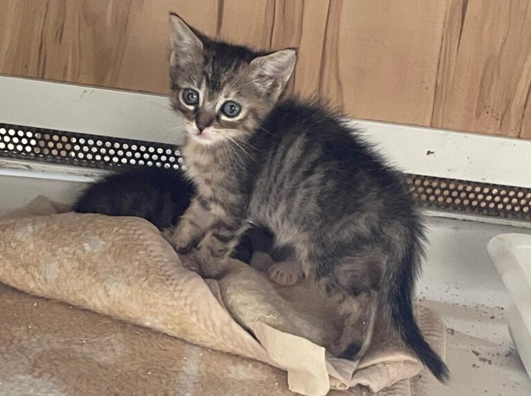 multimedia-foto89683-667-1