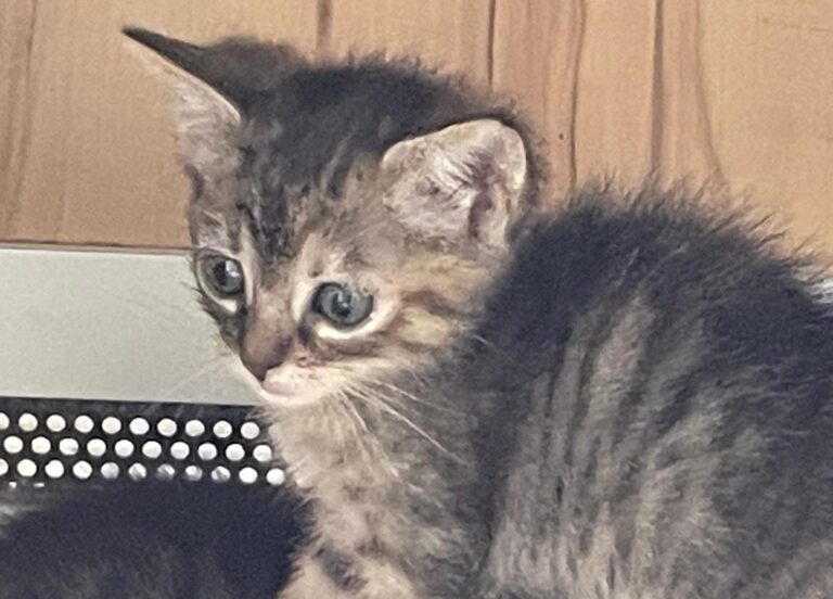 multimedia-foto89684-668-1