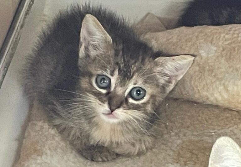 multimedia-foto89685-668-1