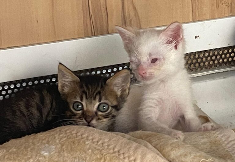 multimedia-foto89686-835-1