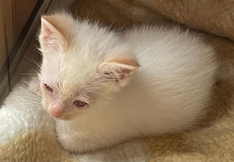 multimedia-foto89688-836-1