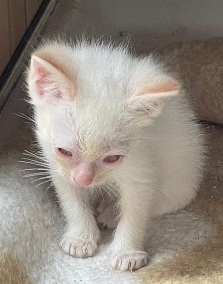 multimedia-foto89689-836-1