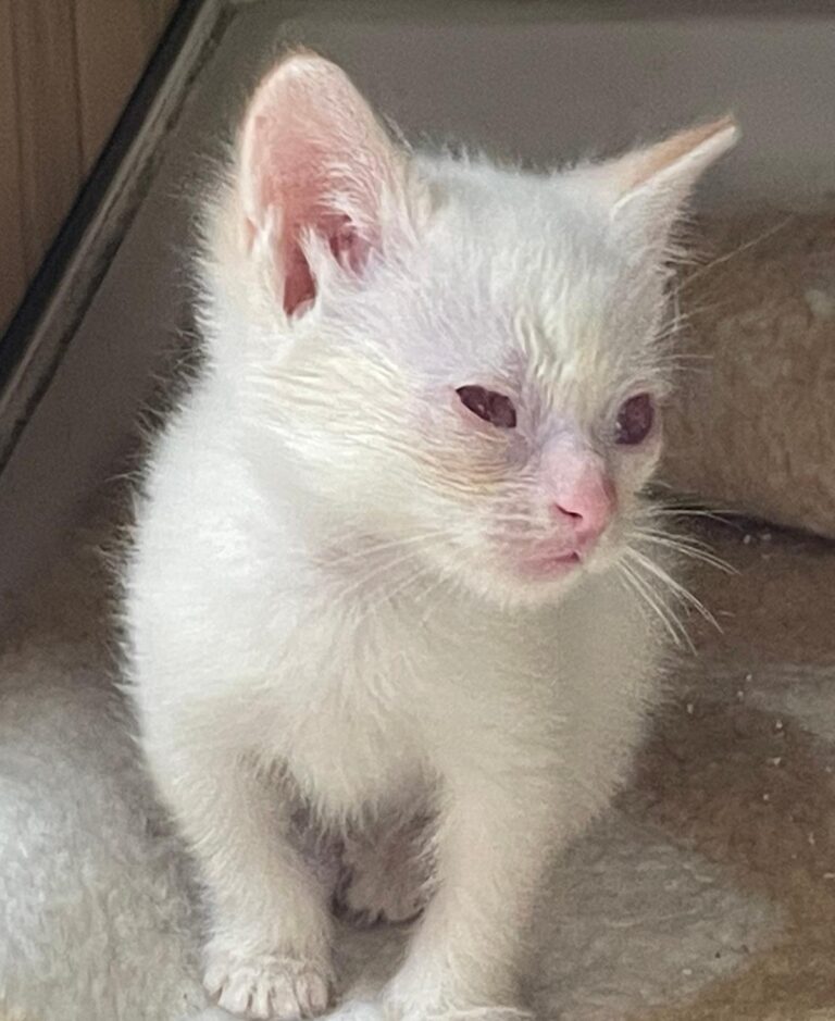 multimedia-foto89690-836-1