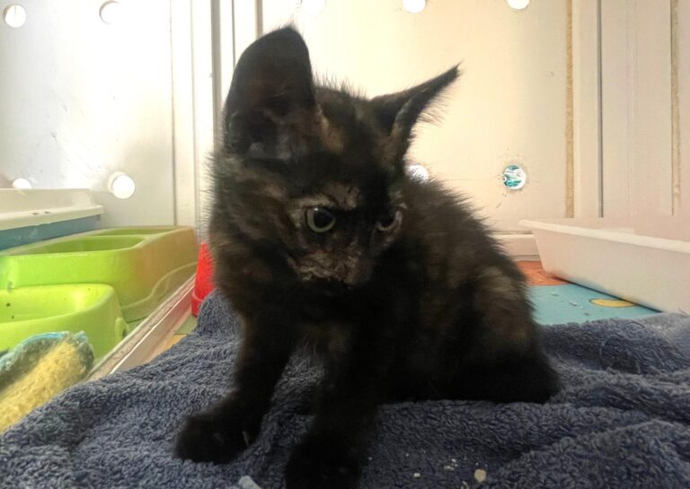 multimedia-foto89711-946-1