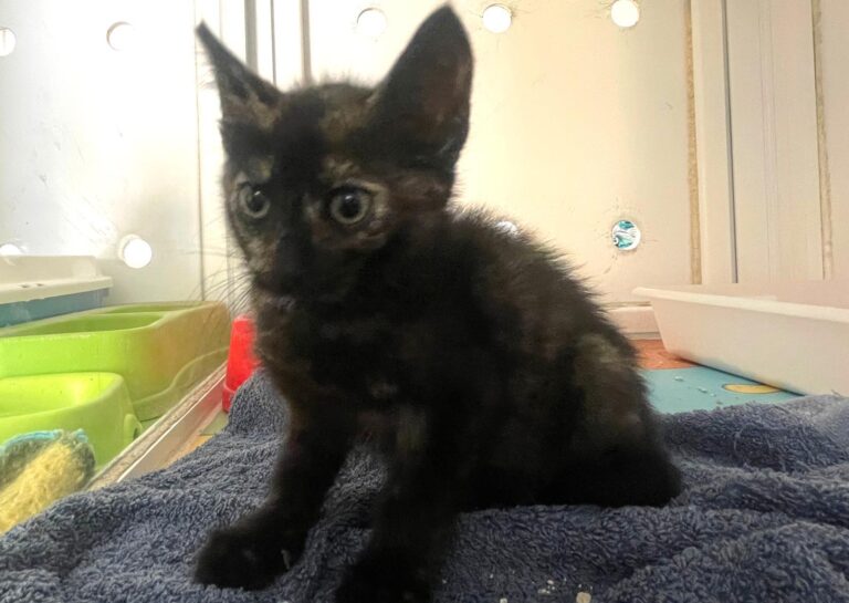 multimedia-foto89712-946-1