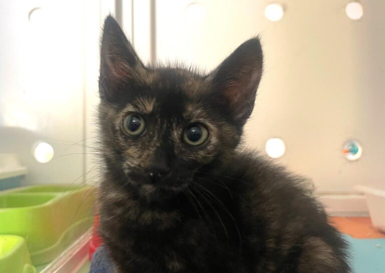 multimedia-foto89713-947-1