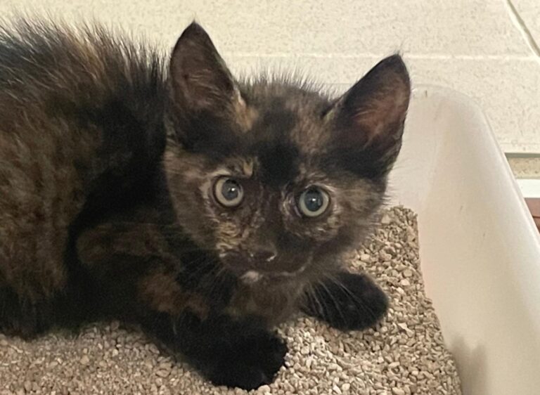 multimedia-foto89715-947-1