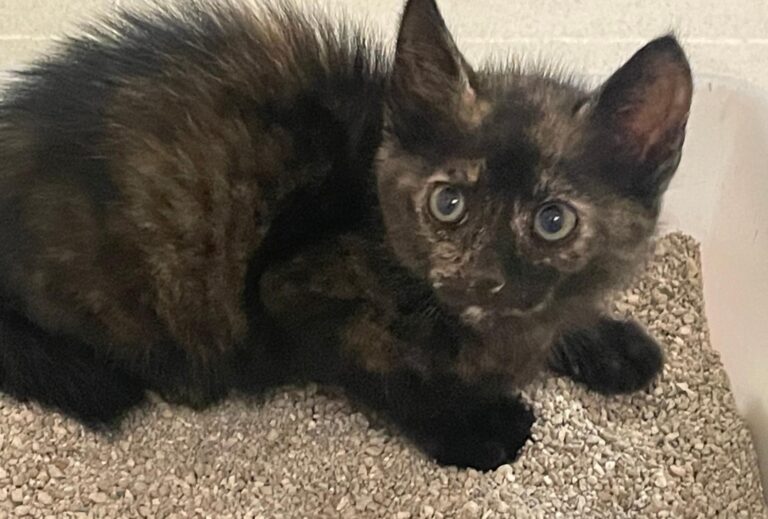 multimedia-foto89716-947-1