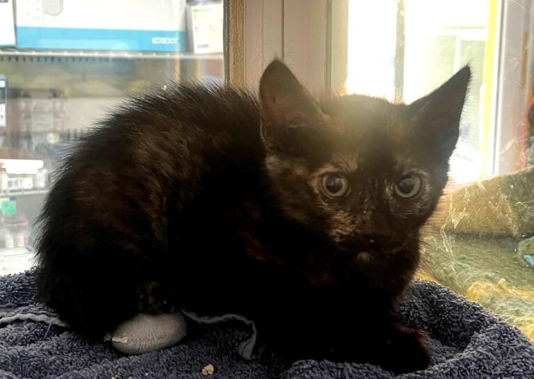 multimedia-foto89717-948-1