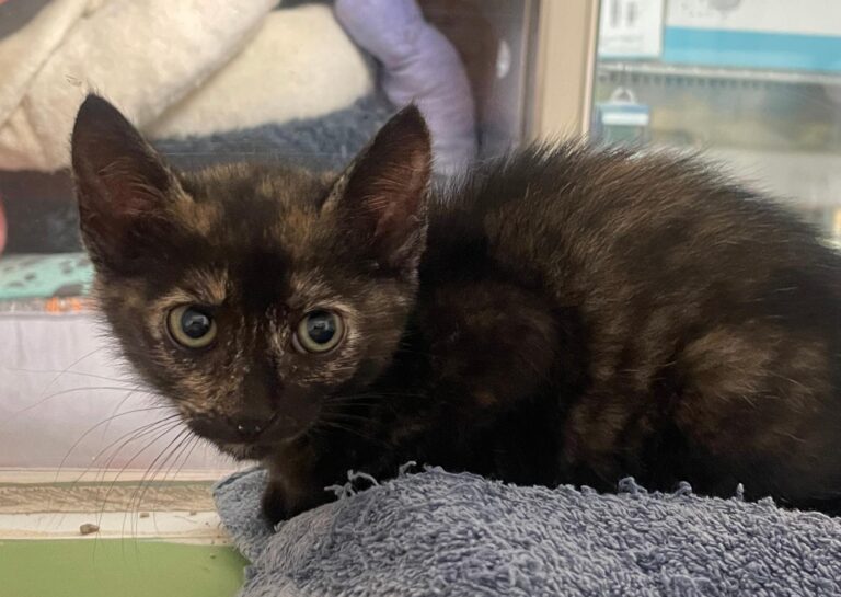 multimedia-foto89718-948-1