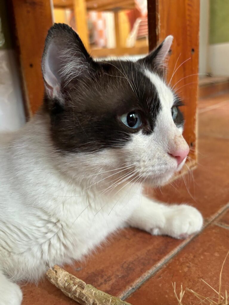 multimedia-foto89725-215-1