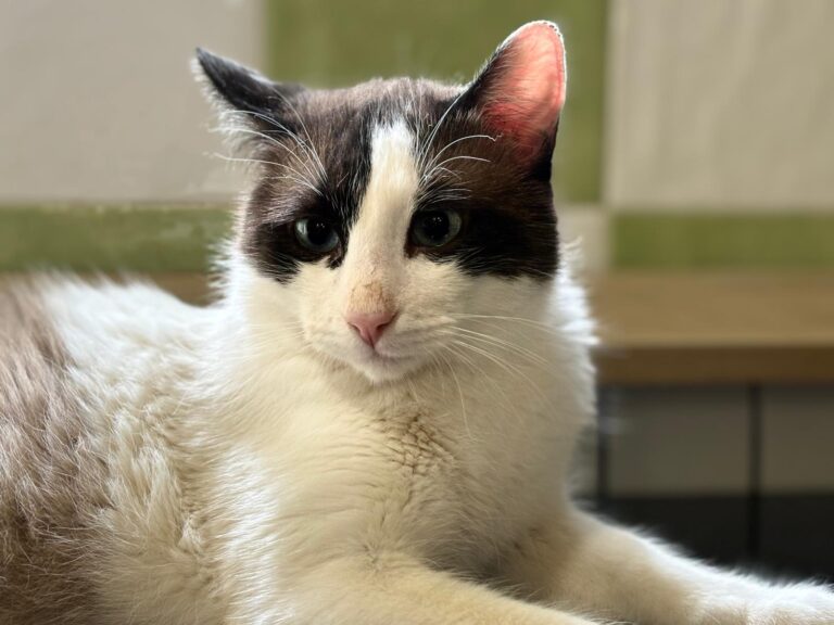 multimedia-foto89726-215-1